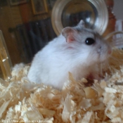 Photo de Hamster