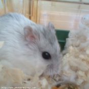 Photo de Hamster