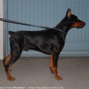 Photo de Dobermann