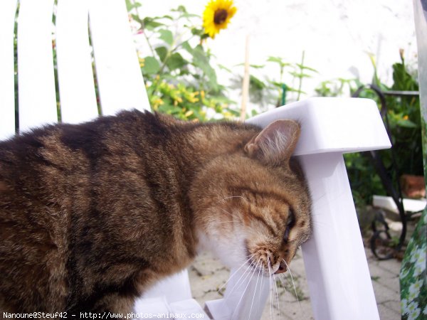 Photo de Chat domestique