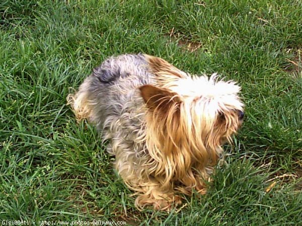 Photo de Yorkshire terrier