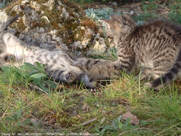 Photo de Chat domestique