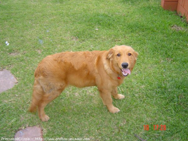 Photo de Golden retriever