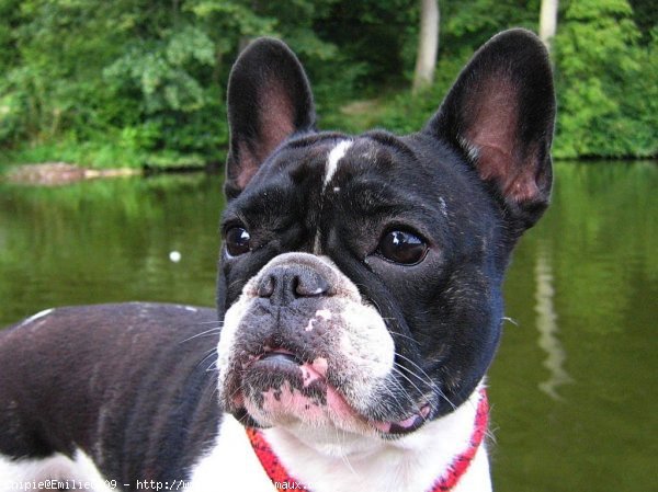 Photo de Bouledogue franais