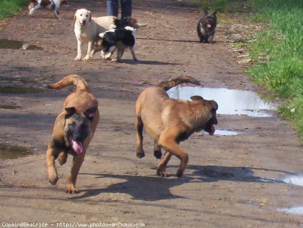 Photo de Races diffrentes