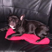 Photo de Bouledogue franais