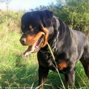 Photo de Rottweiler