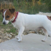 Photo de Jack russell terrier