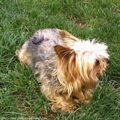 Photo de Yorkshire terrier