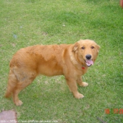 Photo de Golden retriever