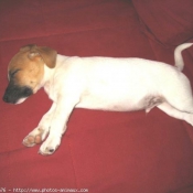 Photo de Jack russell terrier