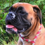 Photo de Boxer