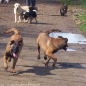 Photo de Races diffrentes