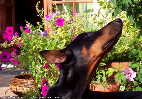 Photo de Dobermann