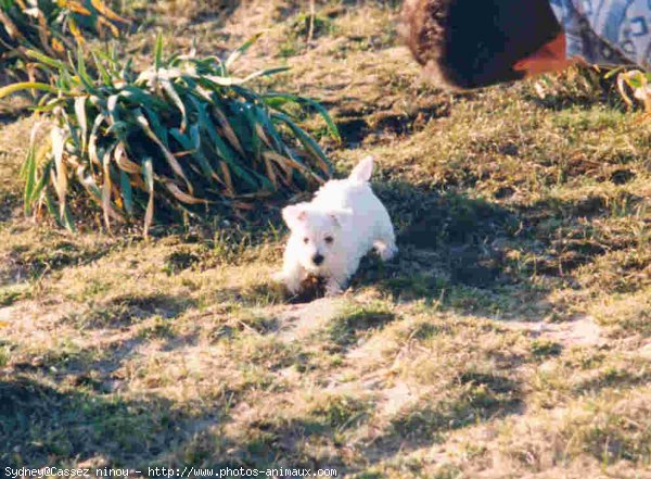 Photo de West highland white terrier