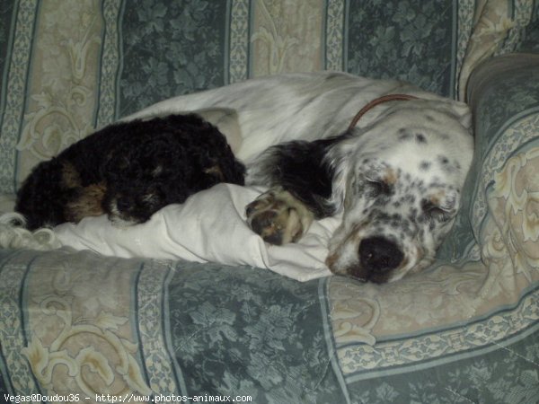 Photo de Races diffrentes