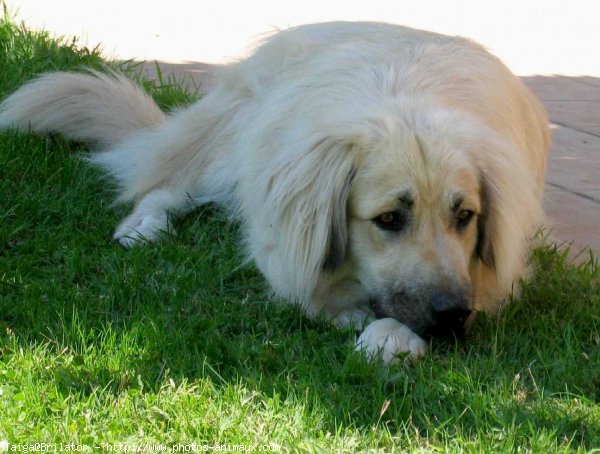 Photo de Chien de berger yougoslave de charplanina