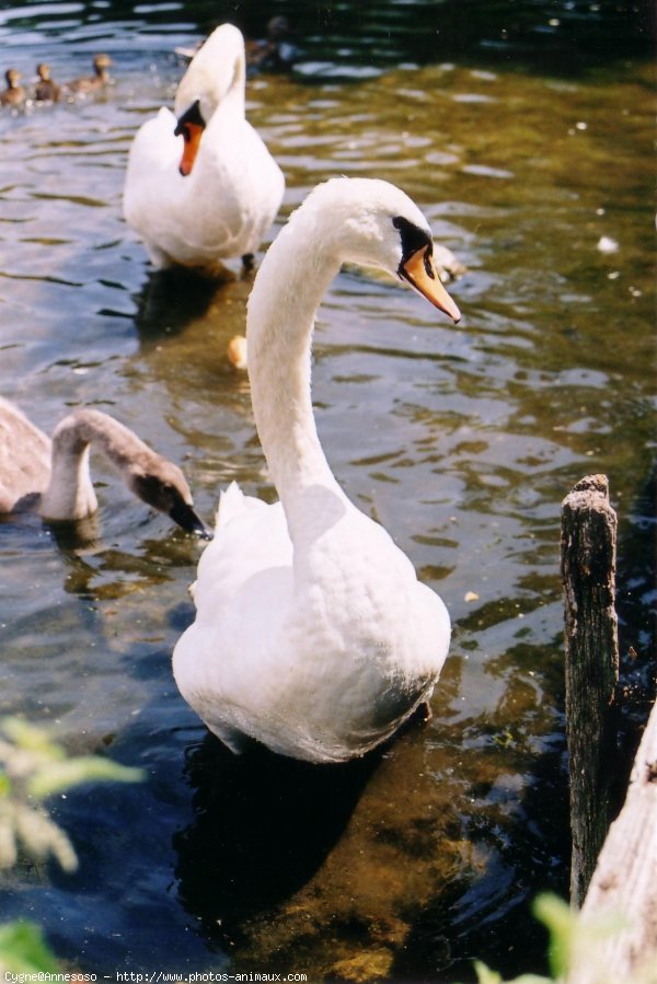 Photo de Cygne