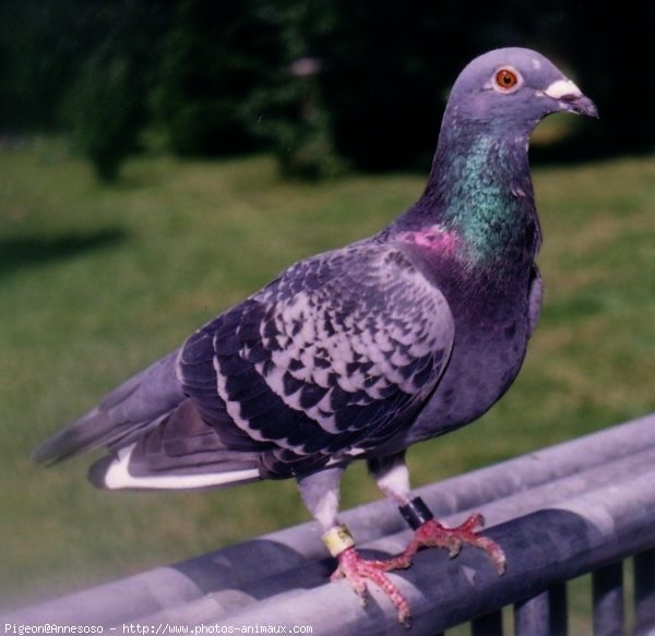 Photo de Pigeon