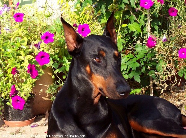 Photo de Dobermann