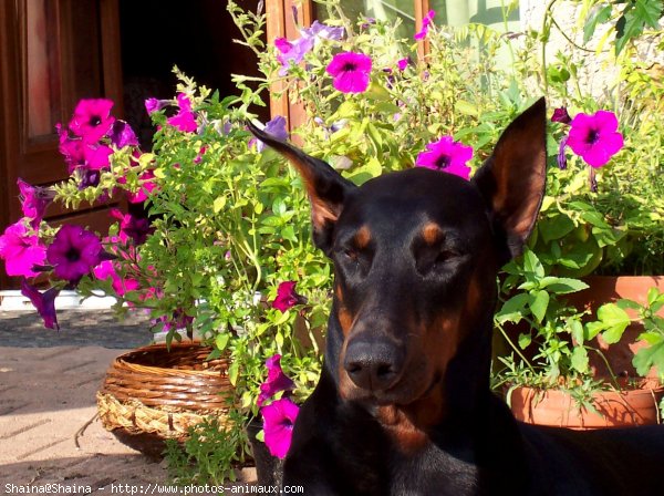 Photo de Dobermann