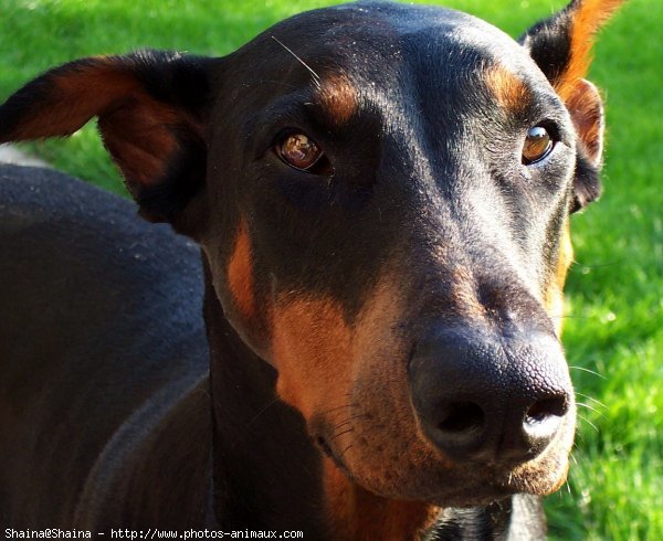 Photo de Dobermann