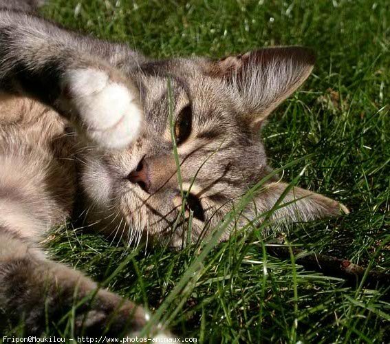 Photo de Chat domestique