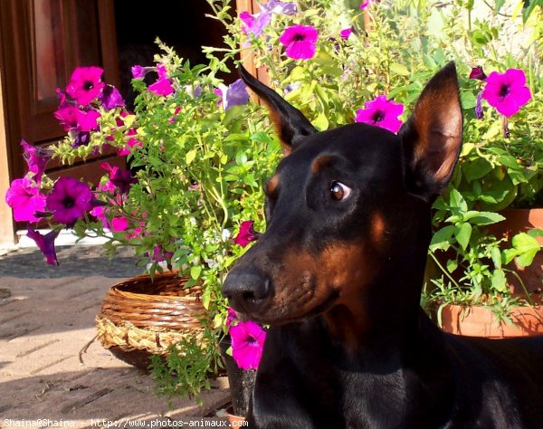 Photo de Dobermann