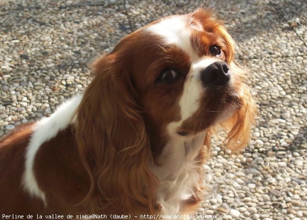 Photo de Cavalier king charles spaniel