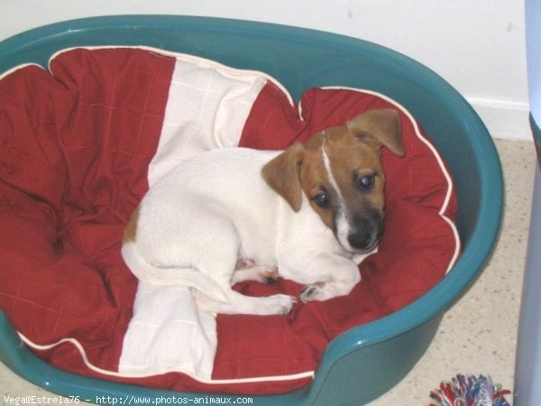 Photo de Jack russell terrier