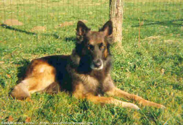 Photo de Berger belge malinois