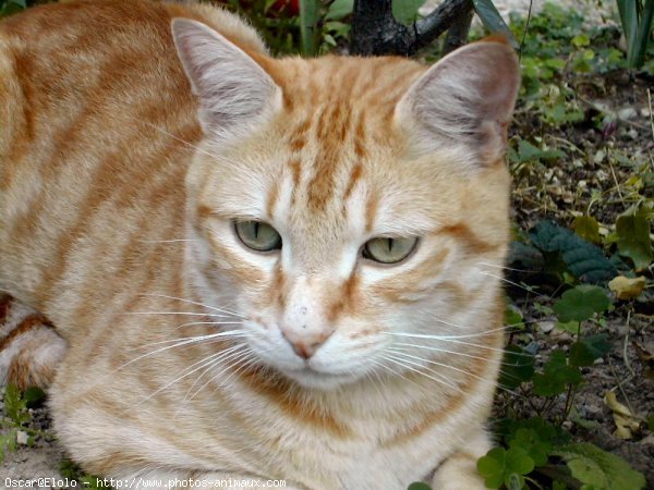 Photo de Chat domestique