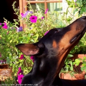 Photo de Dobermann