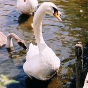 Photo de Cygne