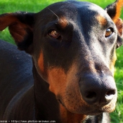 Photo de Dobermann