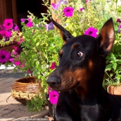 Photo de Dobermann