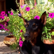 Photo de Dobermann