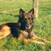 Photo de Berger belge malinois