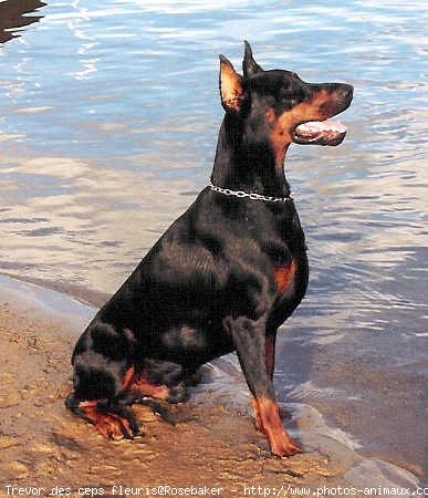 Photo de Dobermann