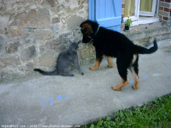 Photo de Berger allemand  poil court