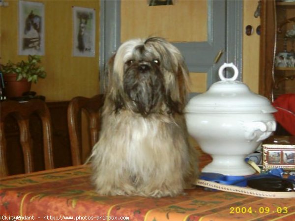 Photo de Shih tzu