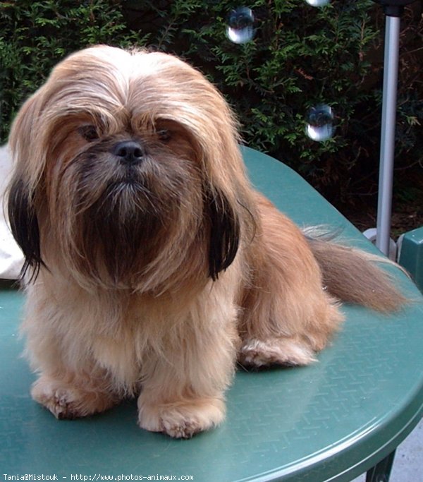 Photo de Lhassa apso