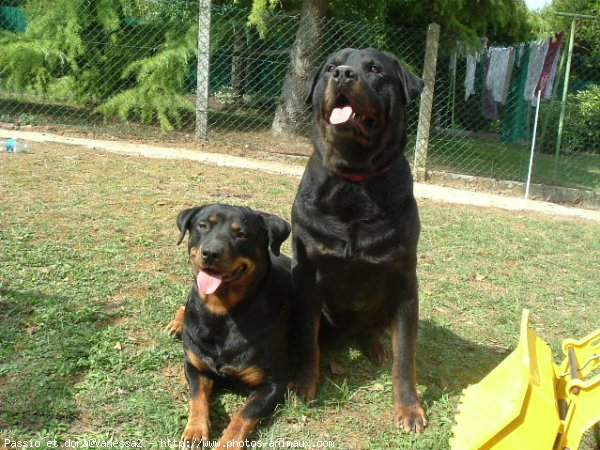 Photo de Rottweiler