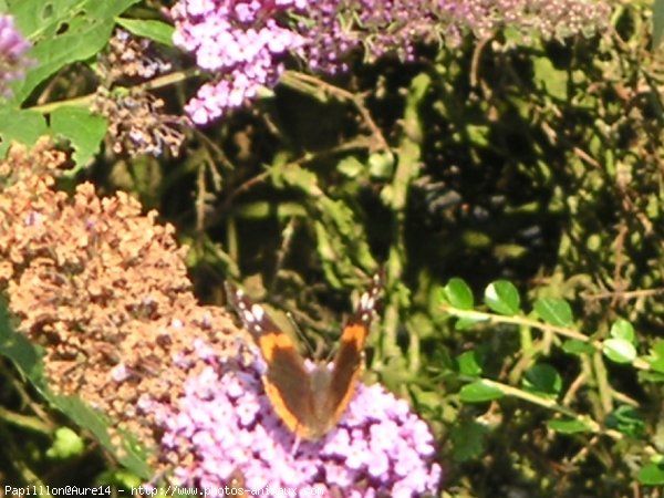 Photo de Papillon