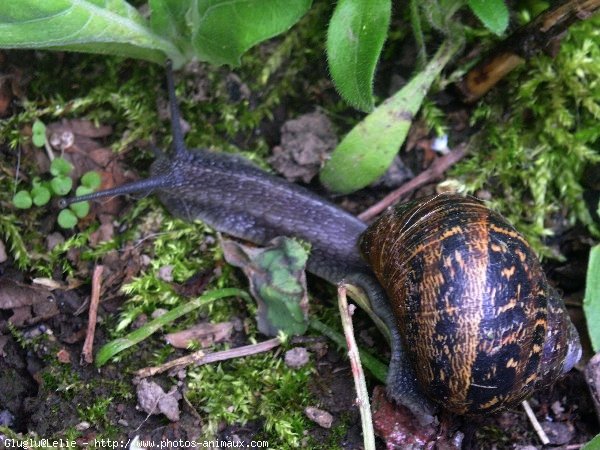 Photo d'Escargot