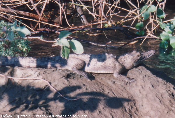 Photo de Crocodile