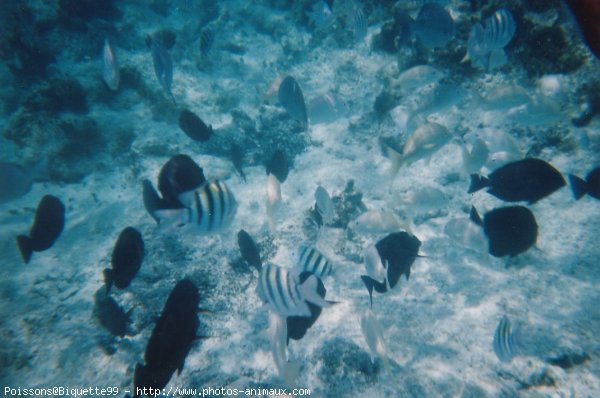 Photo de Poissons exotiques