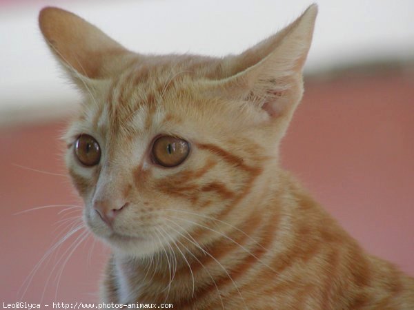 Photo de Chat domestique