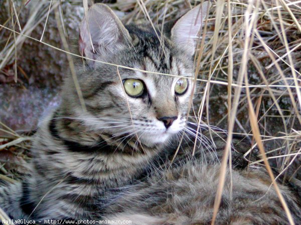 Photo de Chat domestique