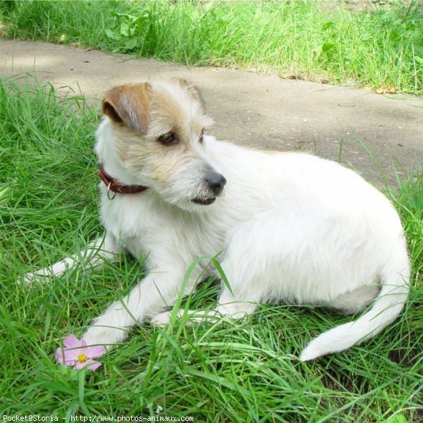 Photo de Jack russell terrier